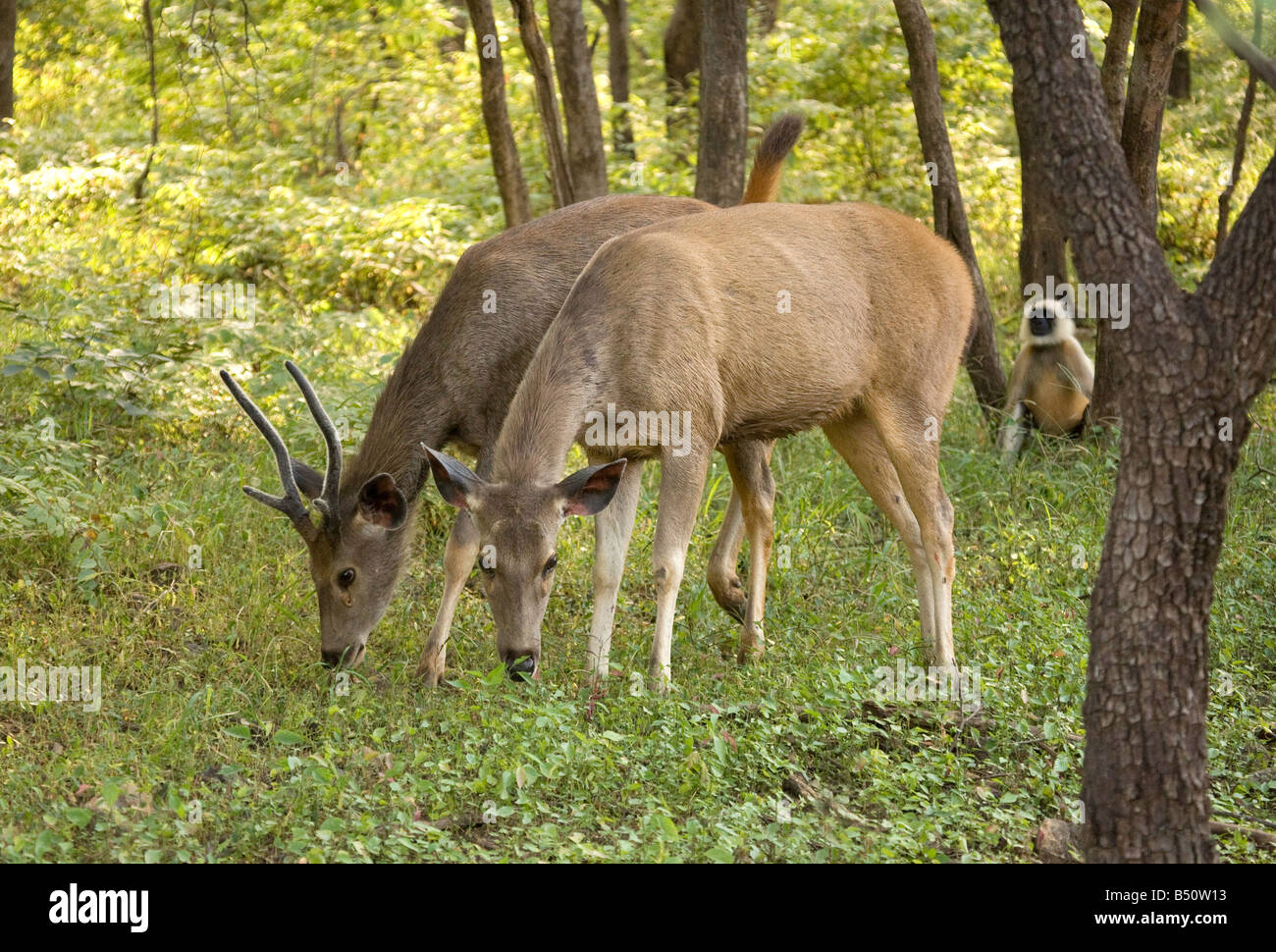 Ein paar junge Sambar-Rotwild, Rusa unicolor, Ranthambore Nationalpark, Rajasthan, Indien Stockfoto