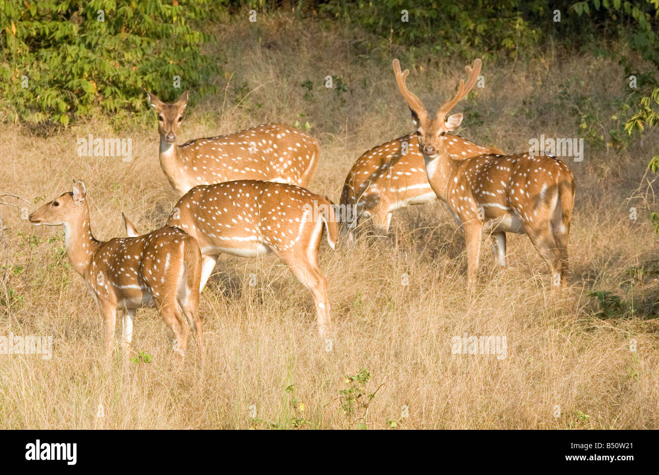 eine Herde von Spotted Hirsch (Axis Axis), Weiden in Ranthambore Nationalpark, Rajasthan, Indien Stockfoto
