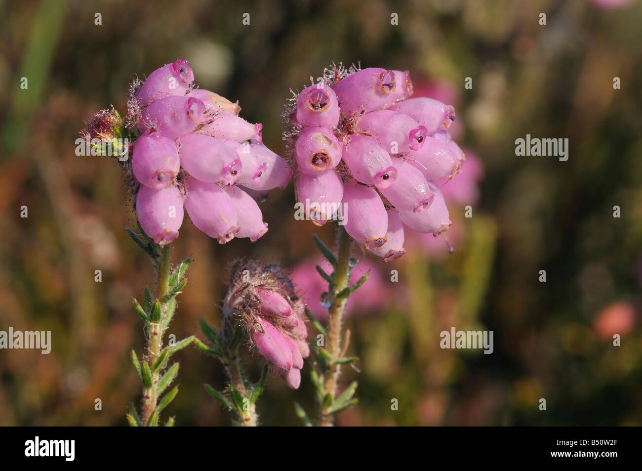 Kreuz leaved Heath Erica Tetralix Thursley gemeinsamen Heide Stockfoto