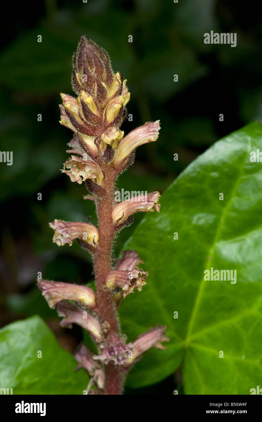 Ivy Roman Orobanche Hederae als Parasit auf Efeu wächst und es fehlt jede chlorophyll Stockfoto