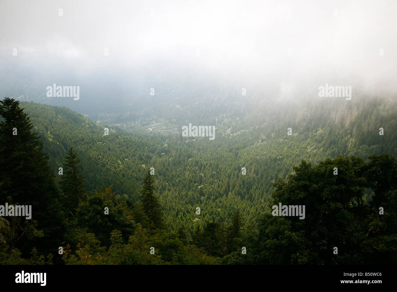 Vogesen Elsass Frankreich Stockfoto