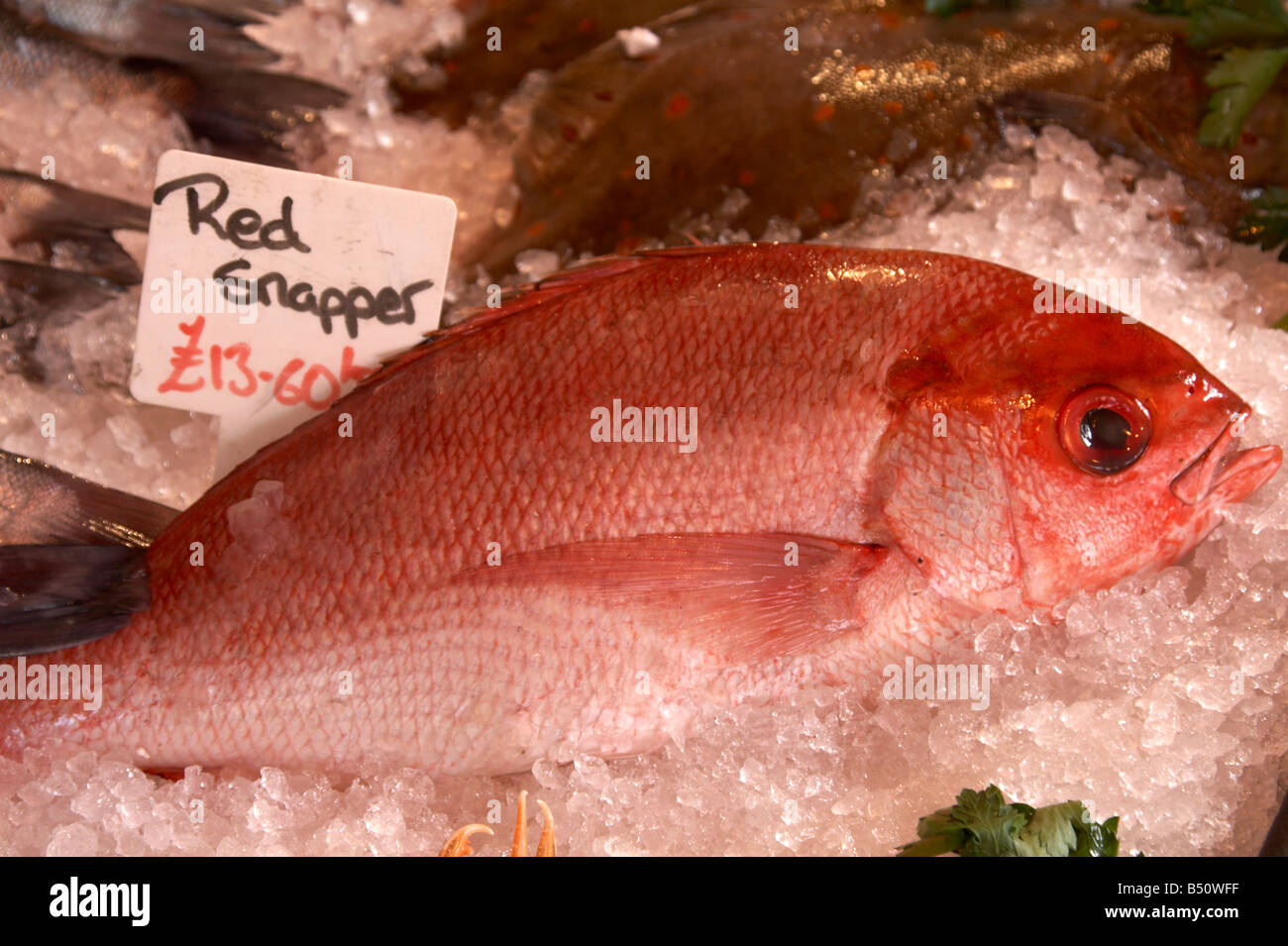 Red Snapper zum Verkauf im Borough Market, London Stockfoto
