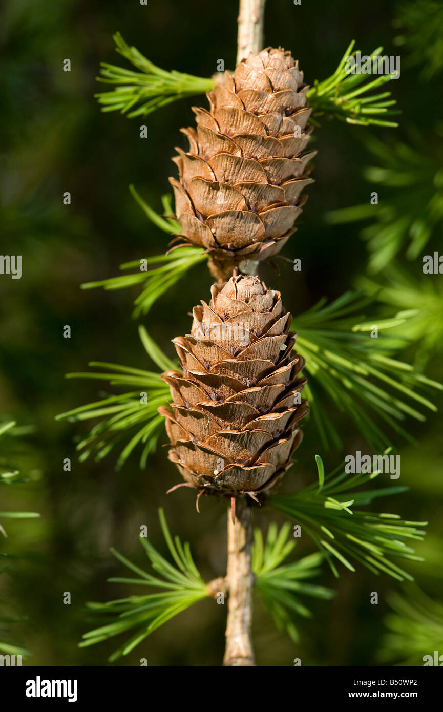 Holzige Zapfen der Lärche Larix Decidua mit neuer Frühling Nadeln Stockfoto