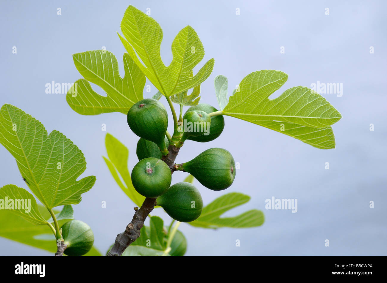 Feigenblätter und Früchte Ficus carica Stockfoto