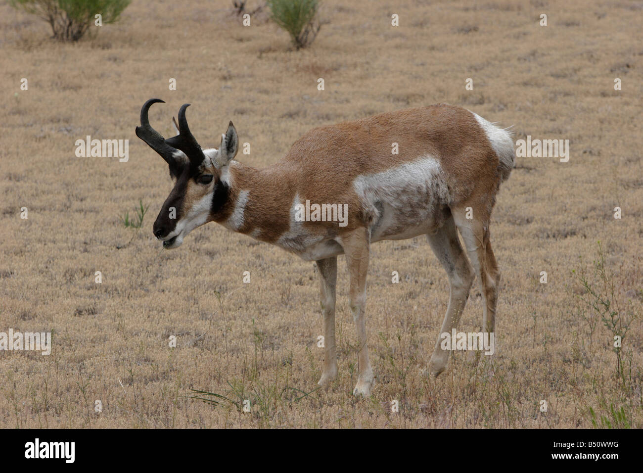 Gabelbock Antilocapra Americana Beweidung in North Yellowstone Park in der Nähe von Gardiner Montana im Juli Stockfoto