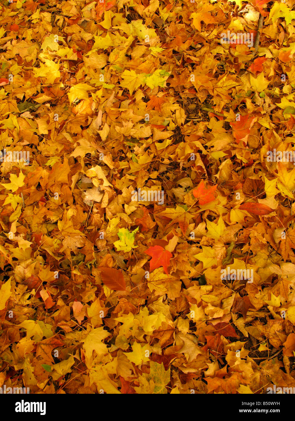Waldboden bedeckt mit gefallenen Blätter im Herbst, New York State, USA. Stockfoto