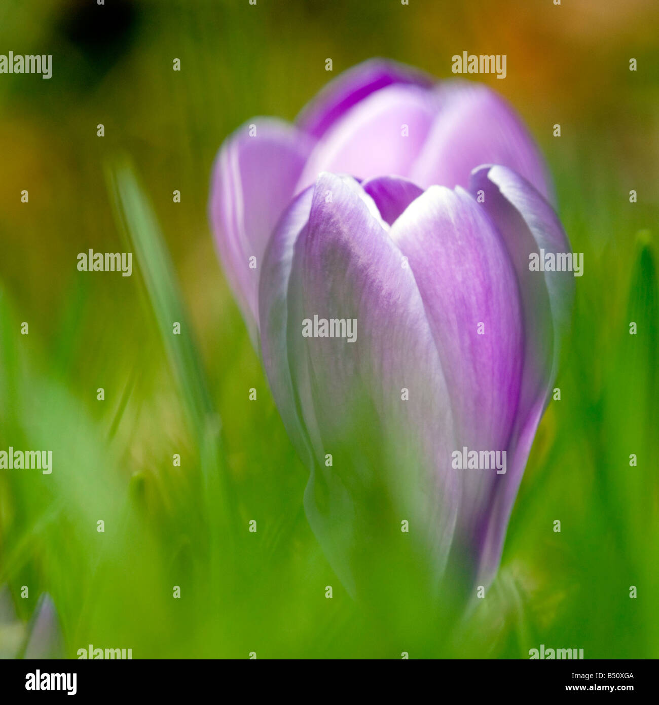 Soft-Fokus Frühling Krokusse Stockfoto