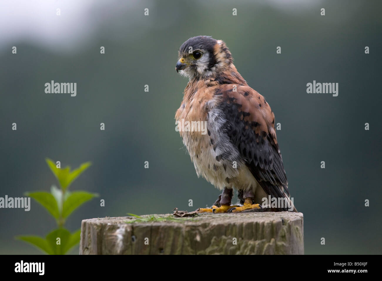 American Kestrel Falco Sparverius Gefangenen Vogel Stockfoto