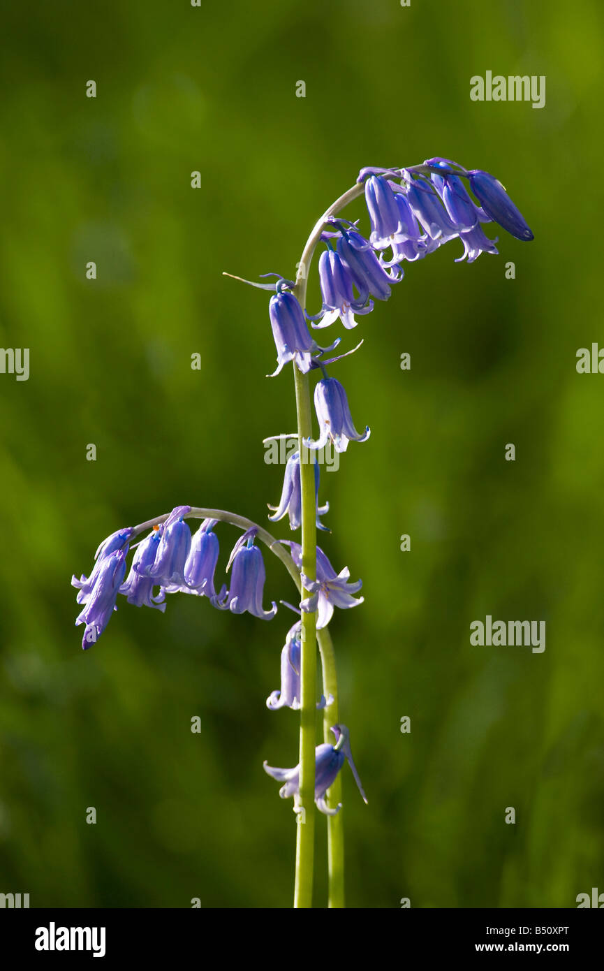 Glockenblumen Hyacinthoides non Scripta im Wald im Mai Stockfoto