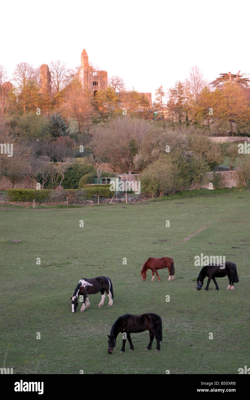 Pferde im Schatten der alten Burg Sherborne zieren. Stockfoto