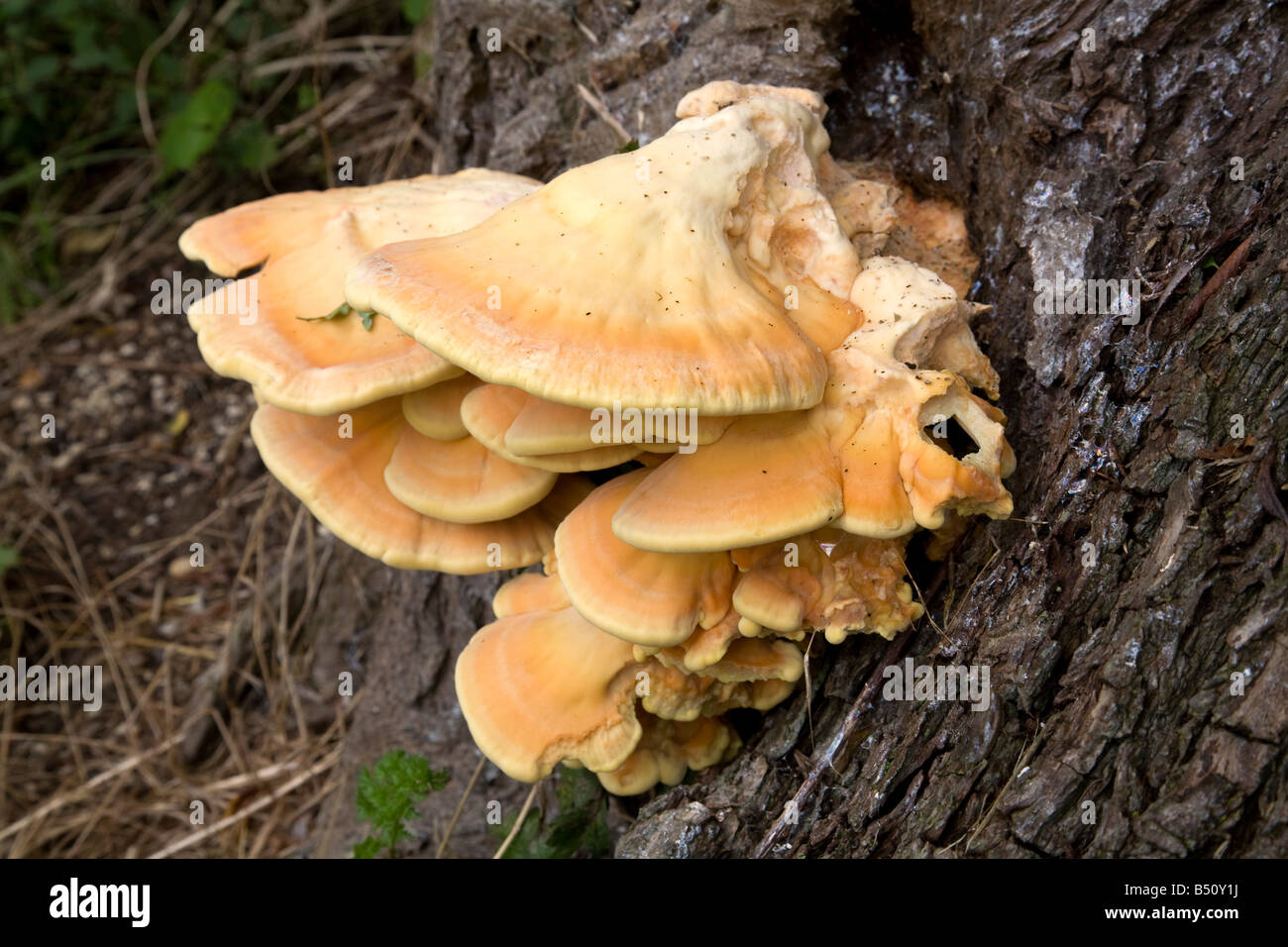Huhn im Wald Laetiporus Sulphureus Herbst Stockfoto