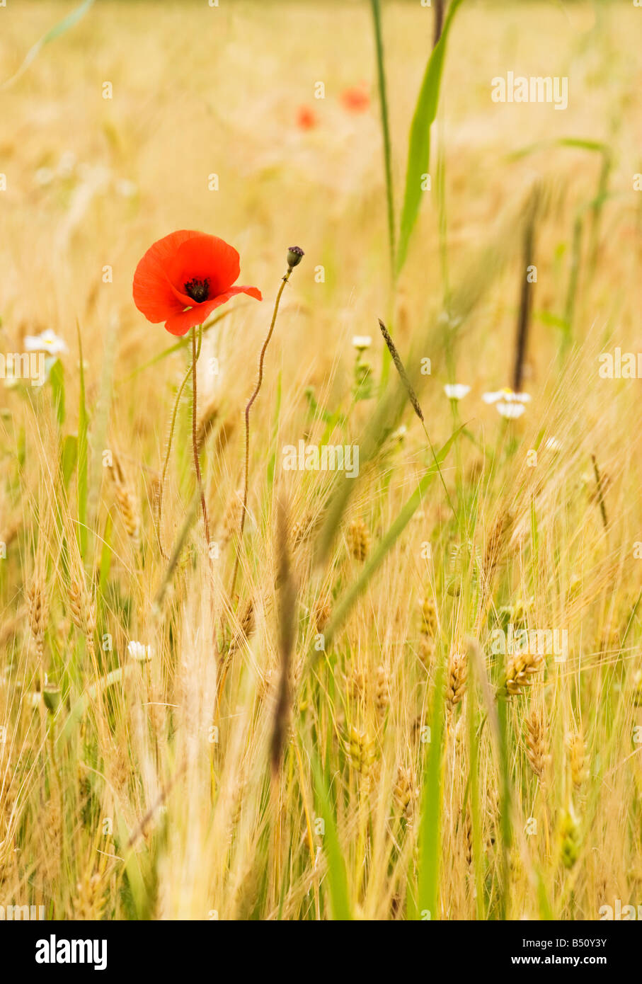 Einen einzigen roten Klatschmohn im Maisfeld, auch bekannt als Feld Mohn oder Flandern Mohn. Stockfoto