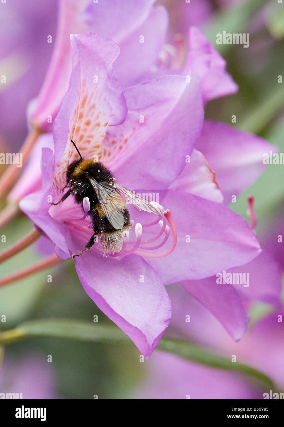 Hummel auf Nahrungssuche in Rhododendron Ponticum Blumen mit Creme Pollen auf Körper hilft Bestäubung, wenn es um die nächste Blüte fliegt Stockfoto