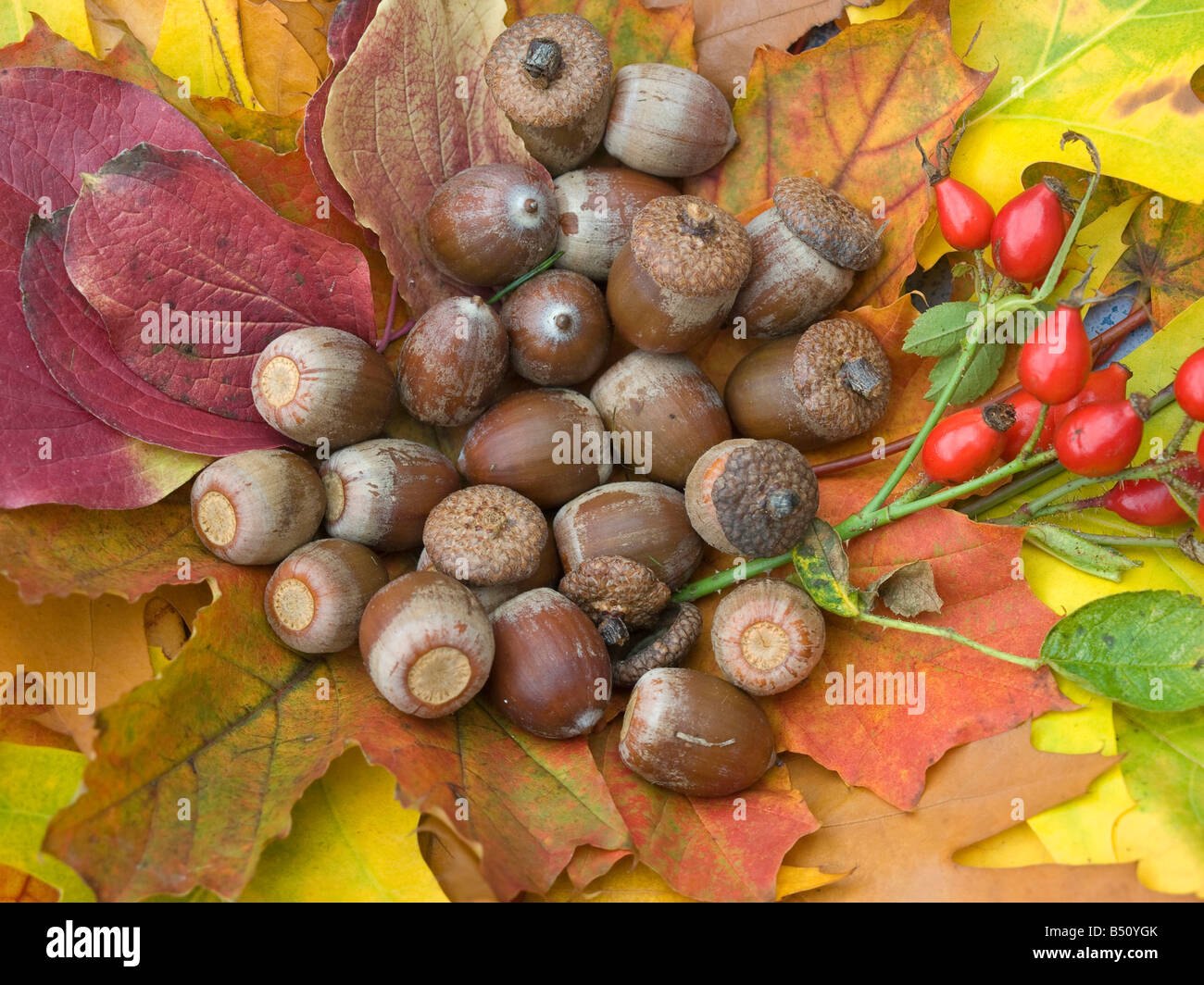 verschiedene farbige Blätter von Eiche und Ahorn mit Eichel und rote Hagebutten im Herbst Stockfoto
