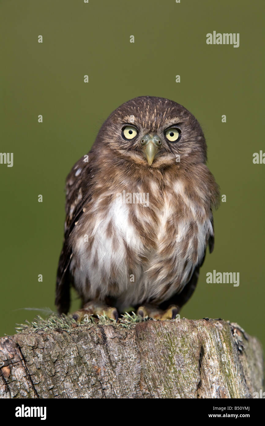 eisenhaltige Sperlingskauz Glaucidium Brasilianum Gefangenen Vogel Stockfoto