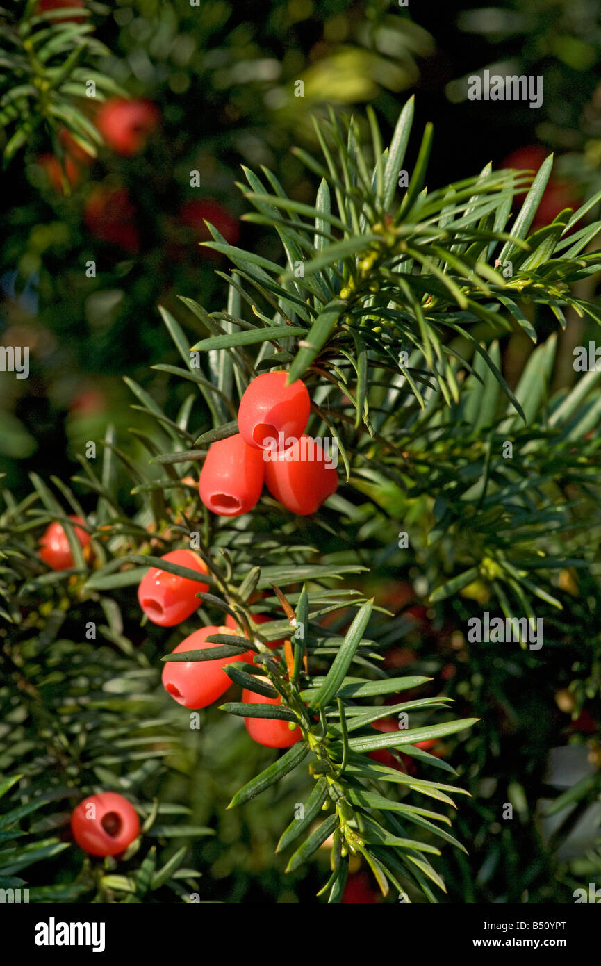 Roten Eibe Arils Taxus Baccata mit einzelnen Samen sind alle Teile des Baumes mit Ausnahme der Aril hochgiftig Stockfoto