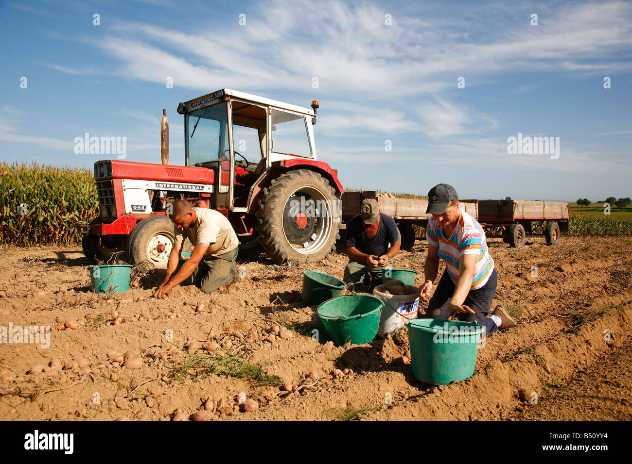 Sep 2008 - Menschen, die Kartoffeln auf dem Gebiet Elsass Frankreich Abholung Stockfoto