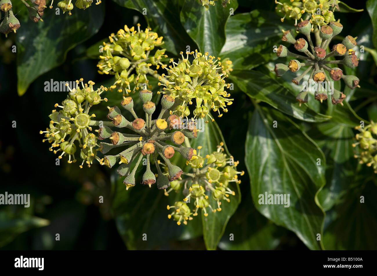 Cluster von Efeu Hedera Blumen und Früchte Stockfoto