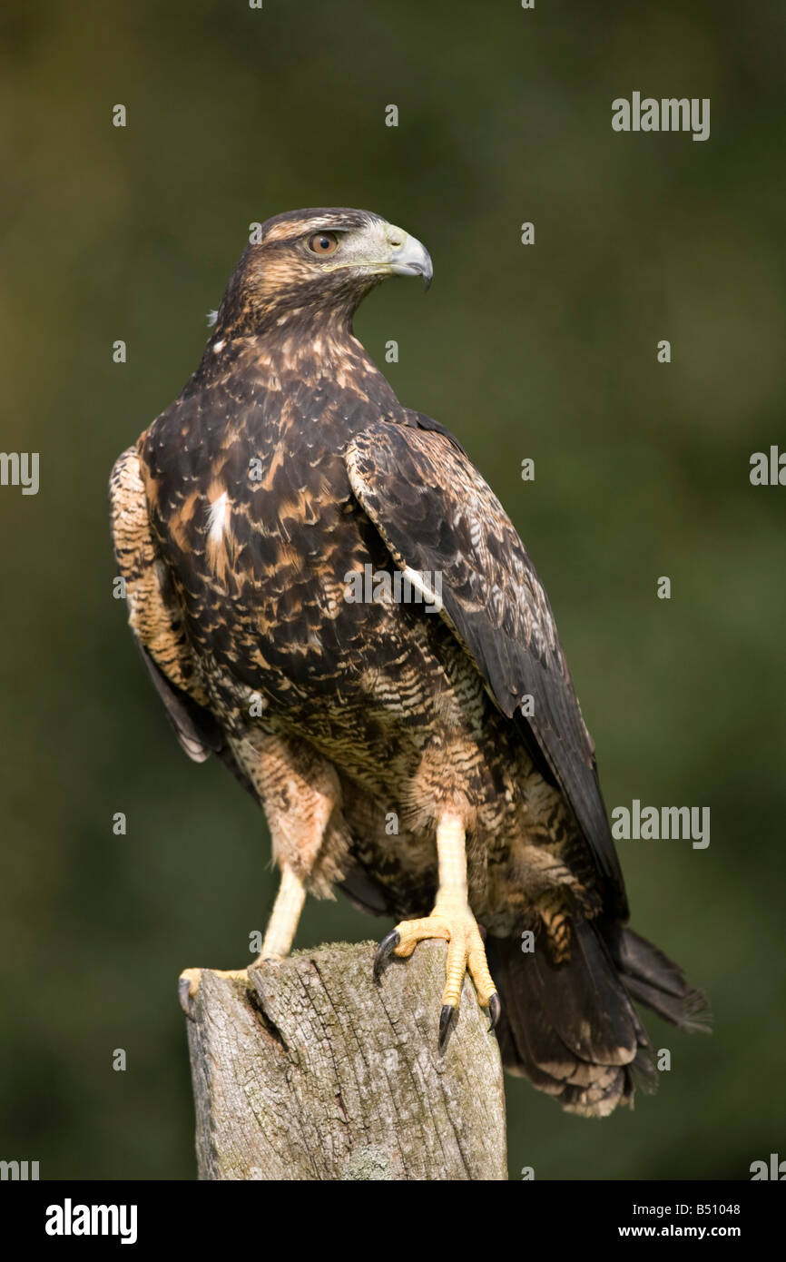 chilenische Adler Gefangenen Vogel Stockfoto