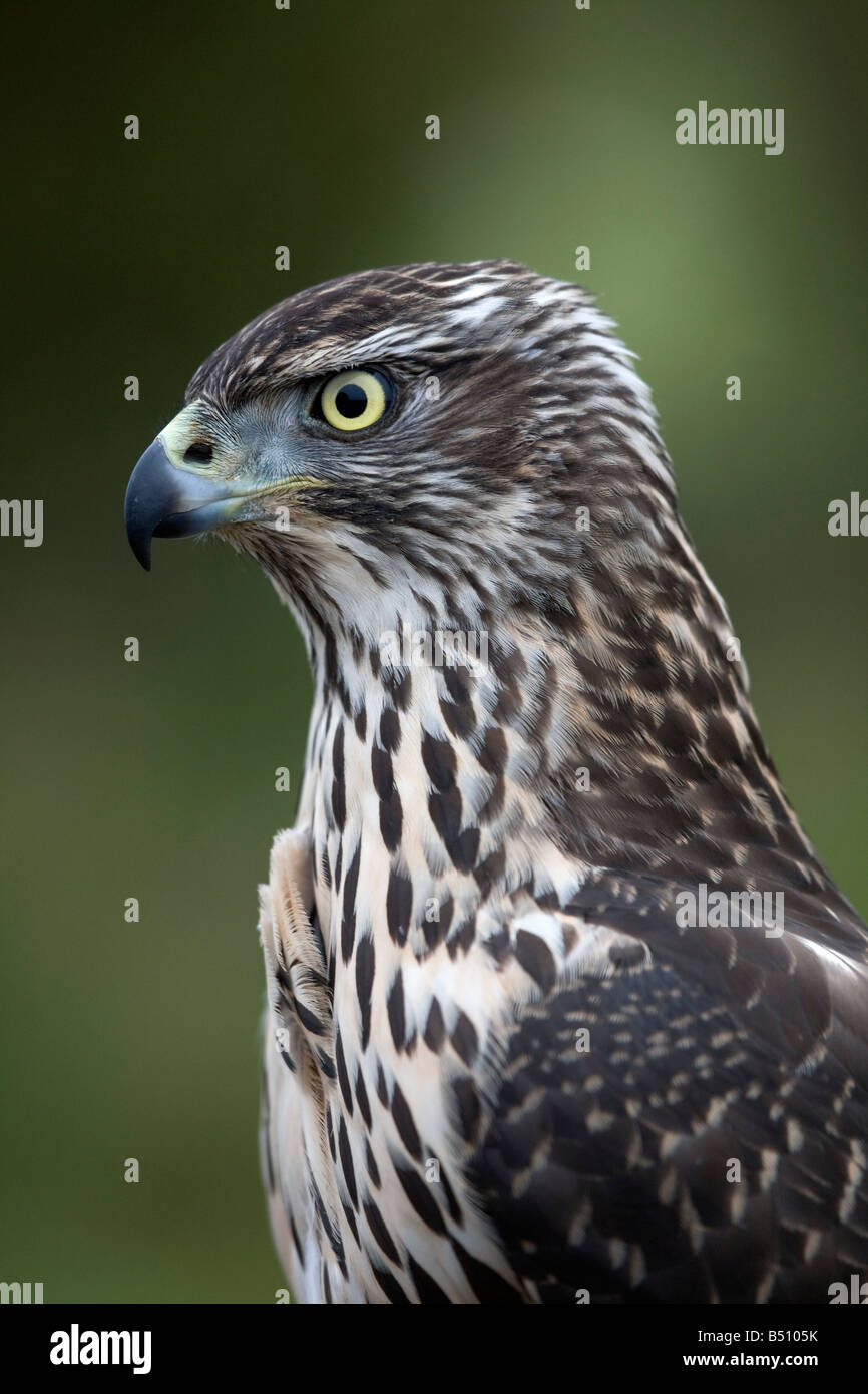 Habicht Accipiter Gentilis weibliche Jugendliche Stockfoto