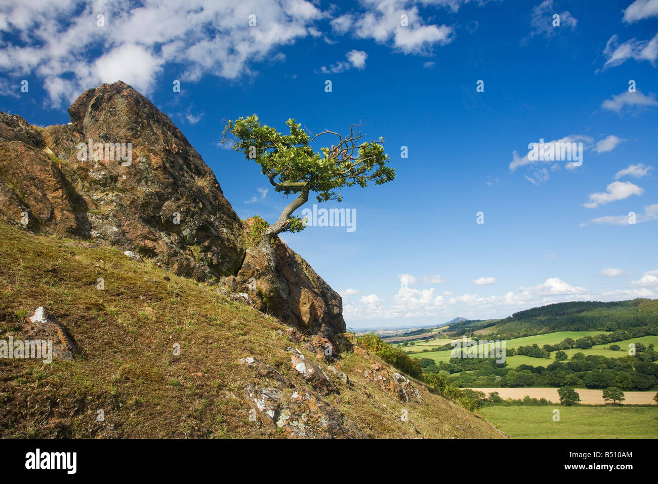 Einsame Eiche klammert sich an das Leben auf Felsen von Lawley Hill in Kirche Stretton Hügeln in Sommersonne Shropshire England UK United Kingdom Stockfoto