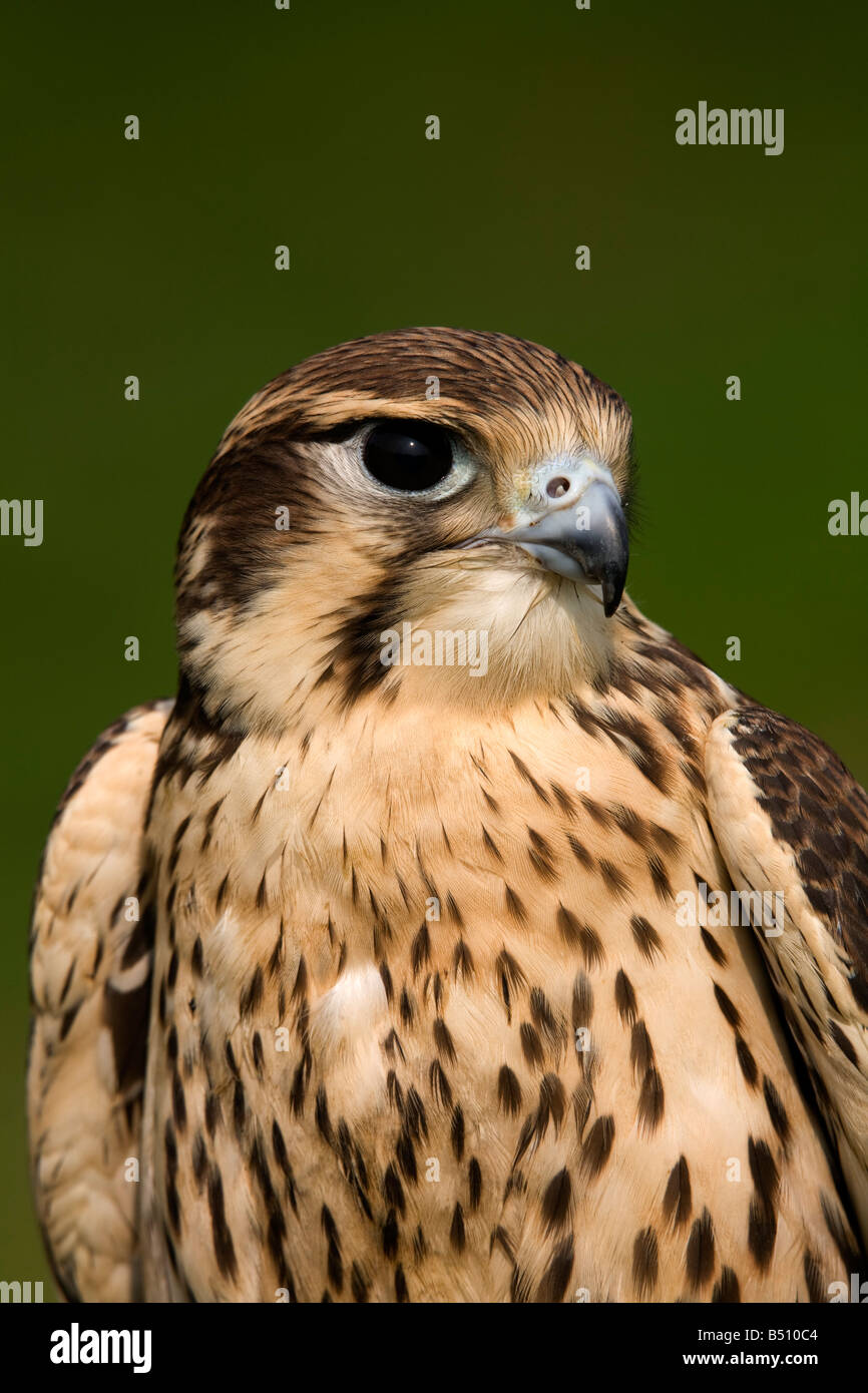 Prairie Falcon Falco Mexicanus Gefangenen Vogel Stockfoto