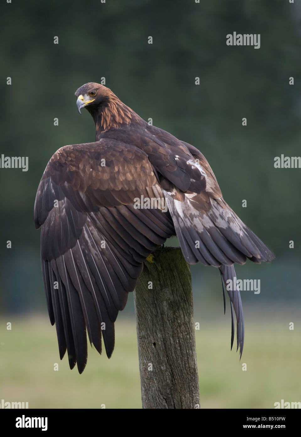 Steinadler Aquila Chrysaetos Flügel dehnen Stockfoto