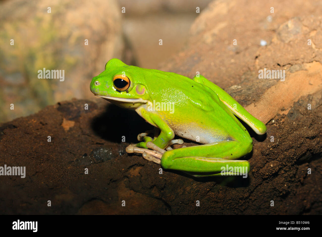 Grüner Frosch sitzt auf Felsen Stockfoto