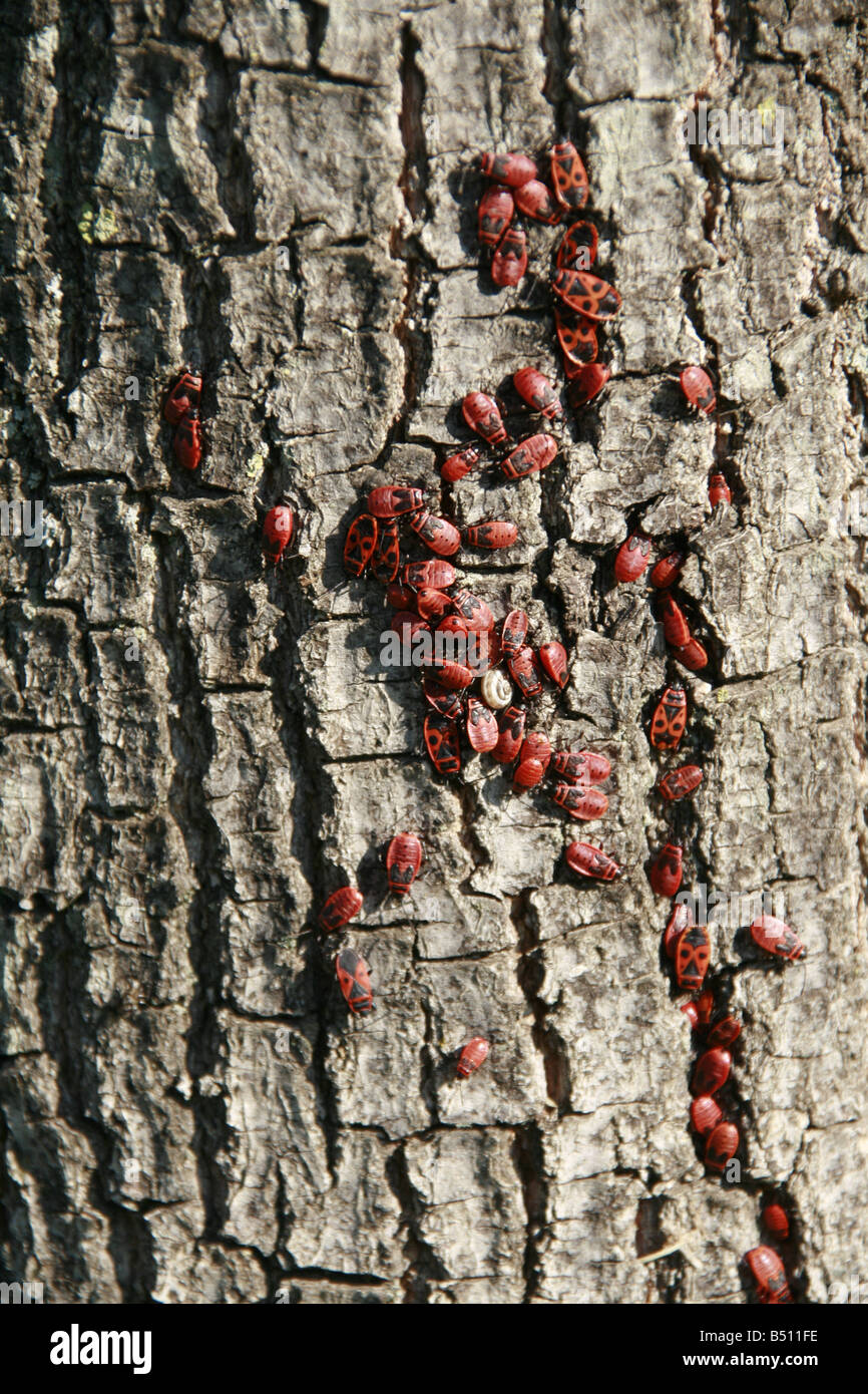 viele kleine rote Leuchtkäfer Pyrrhocoris auf Baumrinde Stockfoto