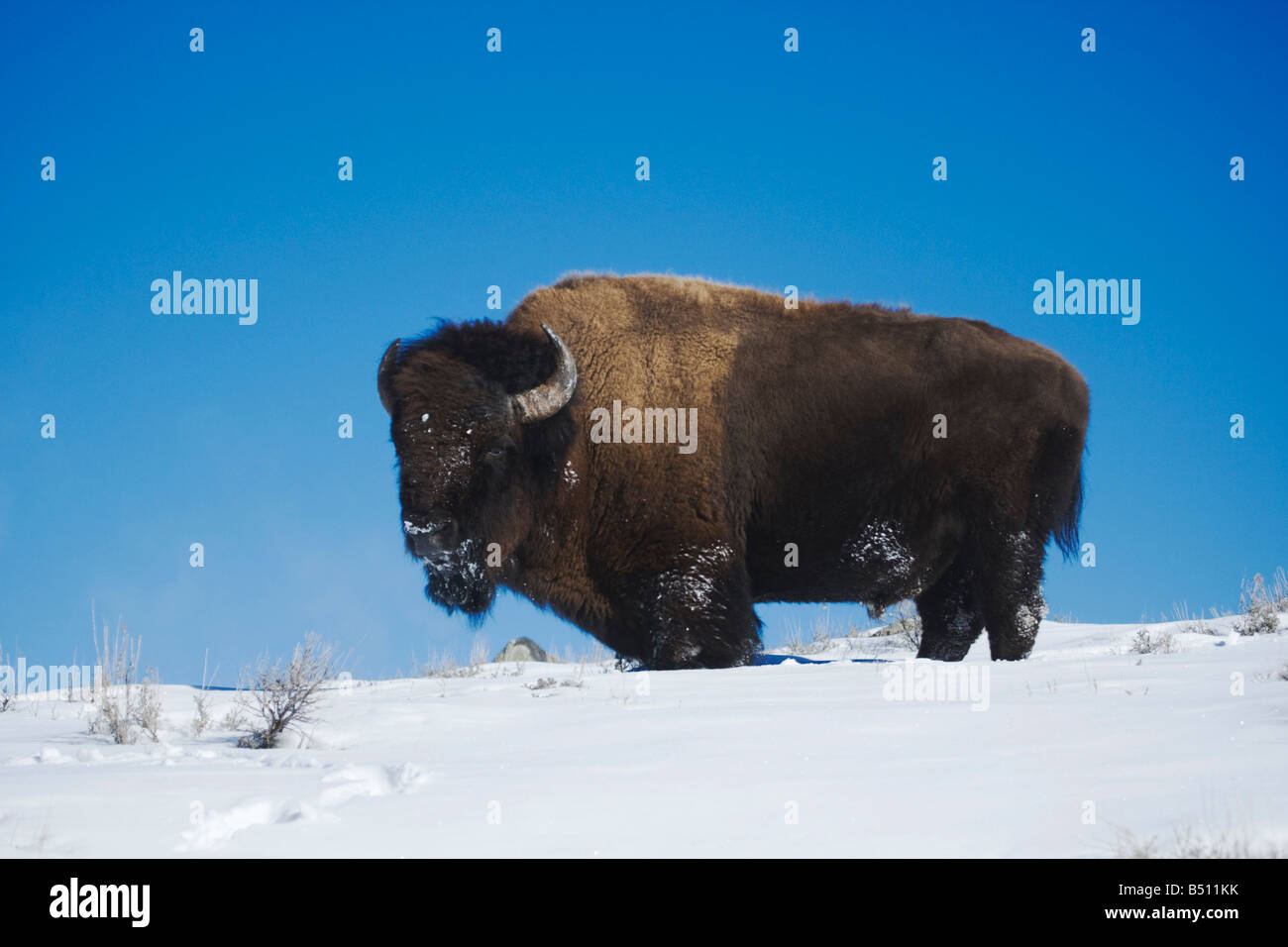 Amerikanische Bisons Buffalo Bison Bison Erwachsener im Schnee Yellowstone National Park in Wyoming USA Stockfoto