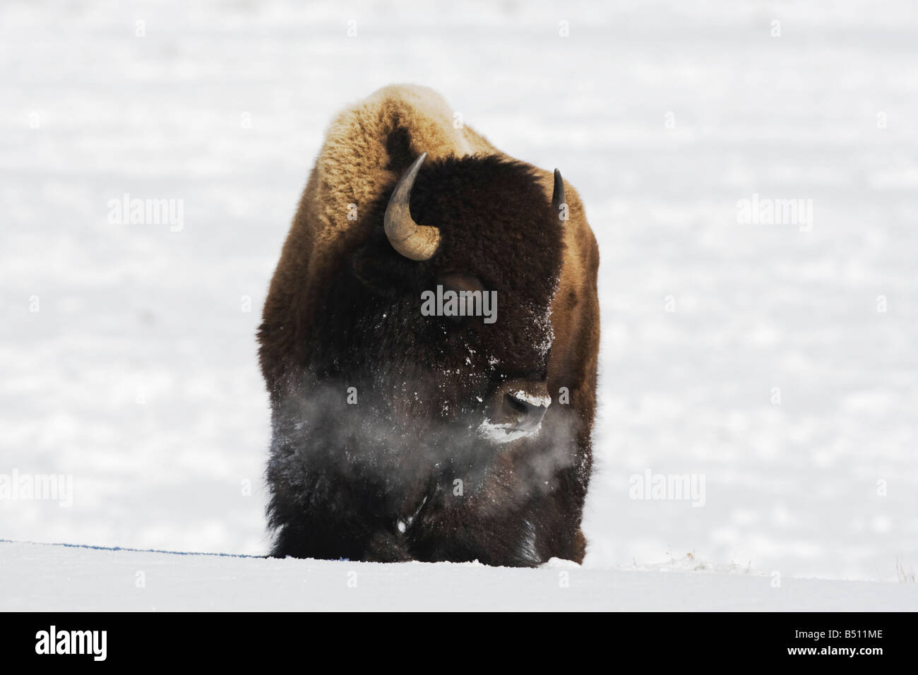 Amerikanische Bisons Buffalo Bison Bison Erwachsener im Schnee Yellowstone National Park in Wyoming USA Stockfoto