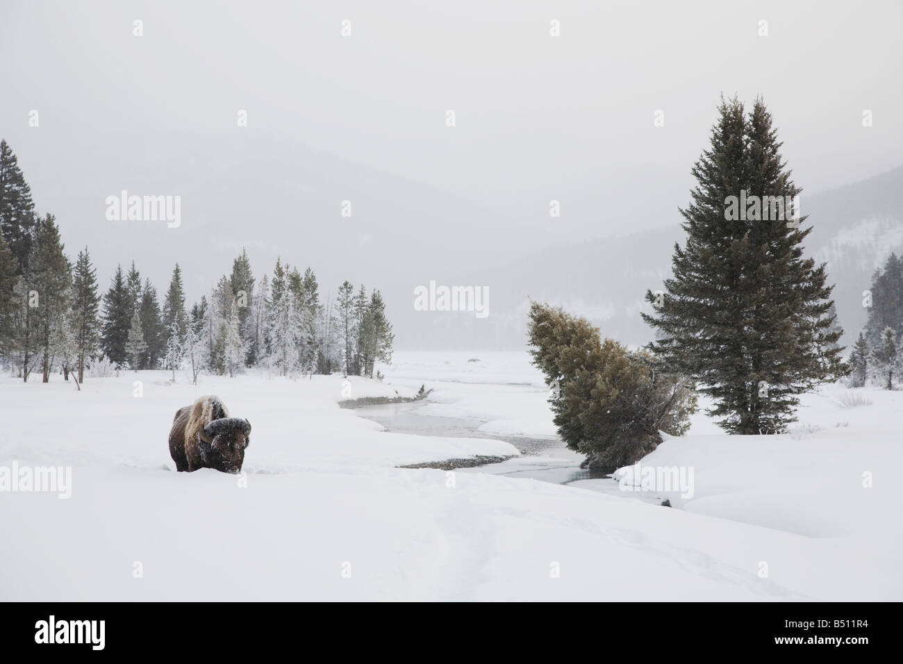 Amerikanische Bisons Buffalo Bison Bison Erwachsener im Schnee Yellowstone National Park in Wyoming USA Stockfoto