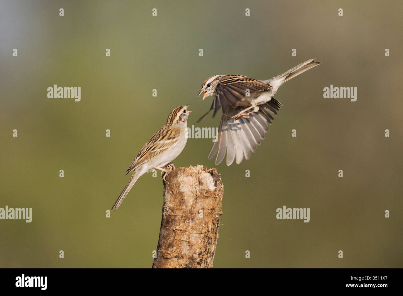 Chipping Sparrow Spizella Passerina Erwachsene kämpfen Sinton Fronleichnam Coastal Bend, Texas USA Stockfoto