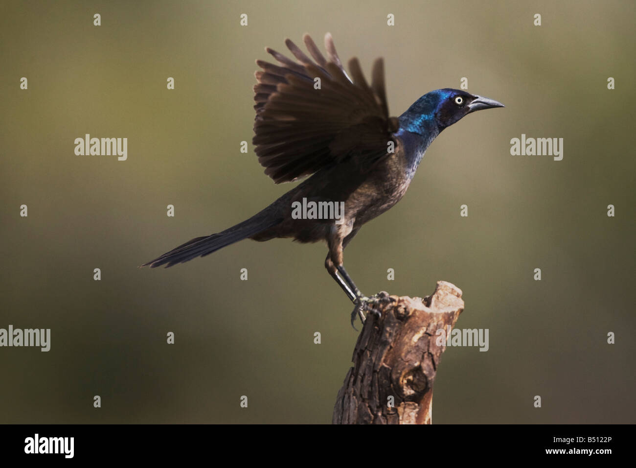 Gemeinsamen Grackle, Quiscalus Quiscula Männchen Landung Sinton Fronleichnam Coastal Bend, Texas USA Stockfoto