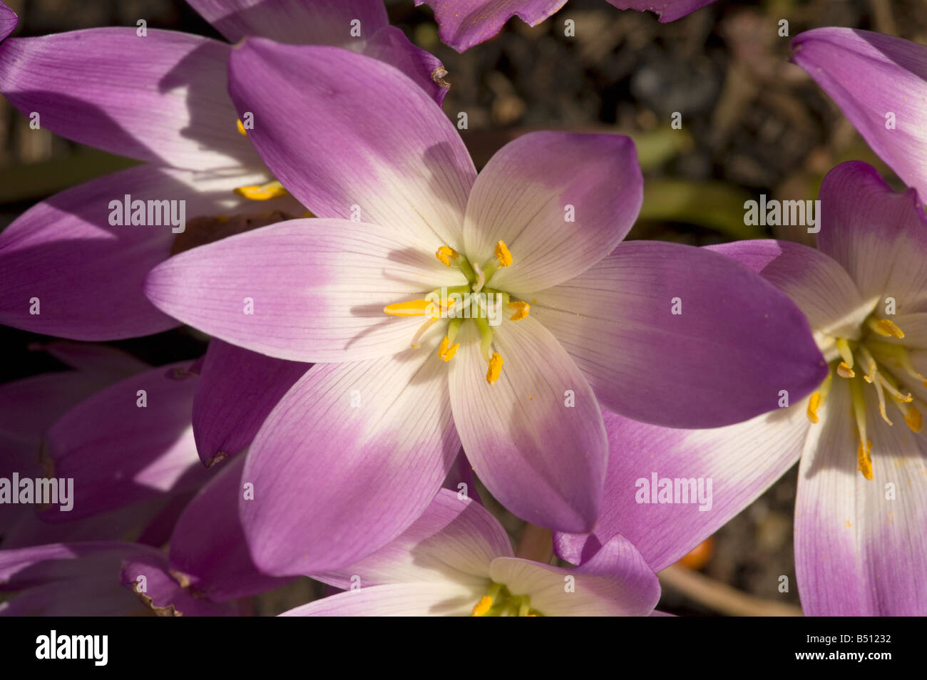 Blüten der Herbstzeitlose Colchicum in Sonne Ende September öffnen Stockfoto