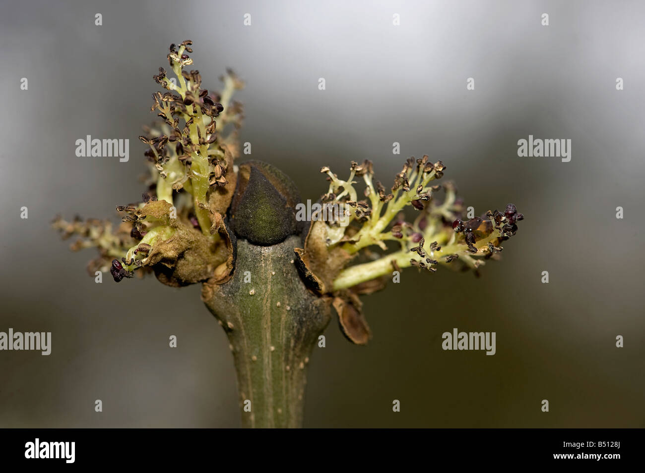 Esche Fraxinus Excelsior Knospen zu brechen, um anzuzeigen, dass die Blüten öffnen sich vor Blättern Stockfoto