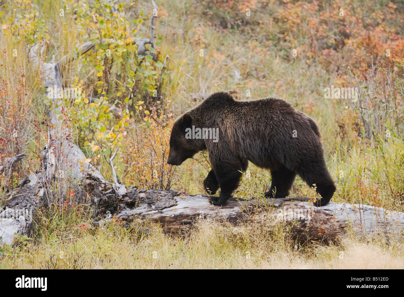 Grizzly Bear Ursus Arctos Horribilis Erwachsenen Yellowstone Nationalpark Wyoming USA Stockfoto