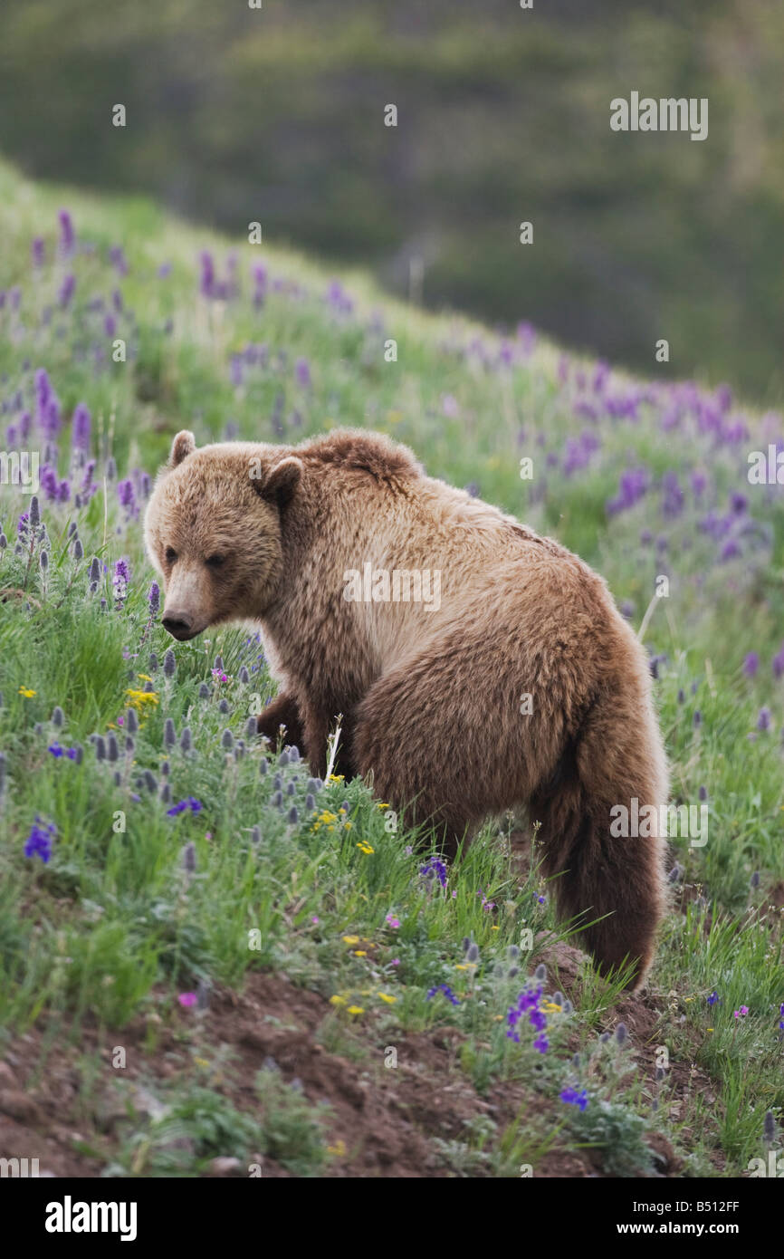 Grizzly Bear Ursus Arctos Horribilis Erwachsenen in lila Fransen Phacelia Sericea Blumen Yellowstone National Park in Wyoming USA Stockfoto