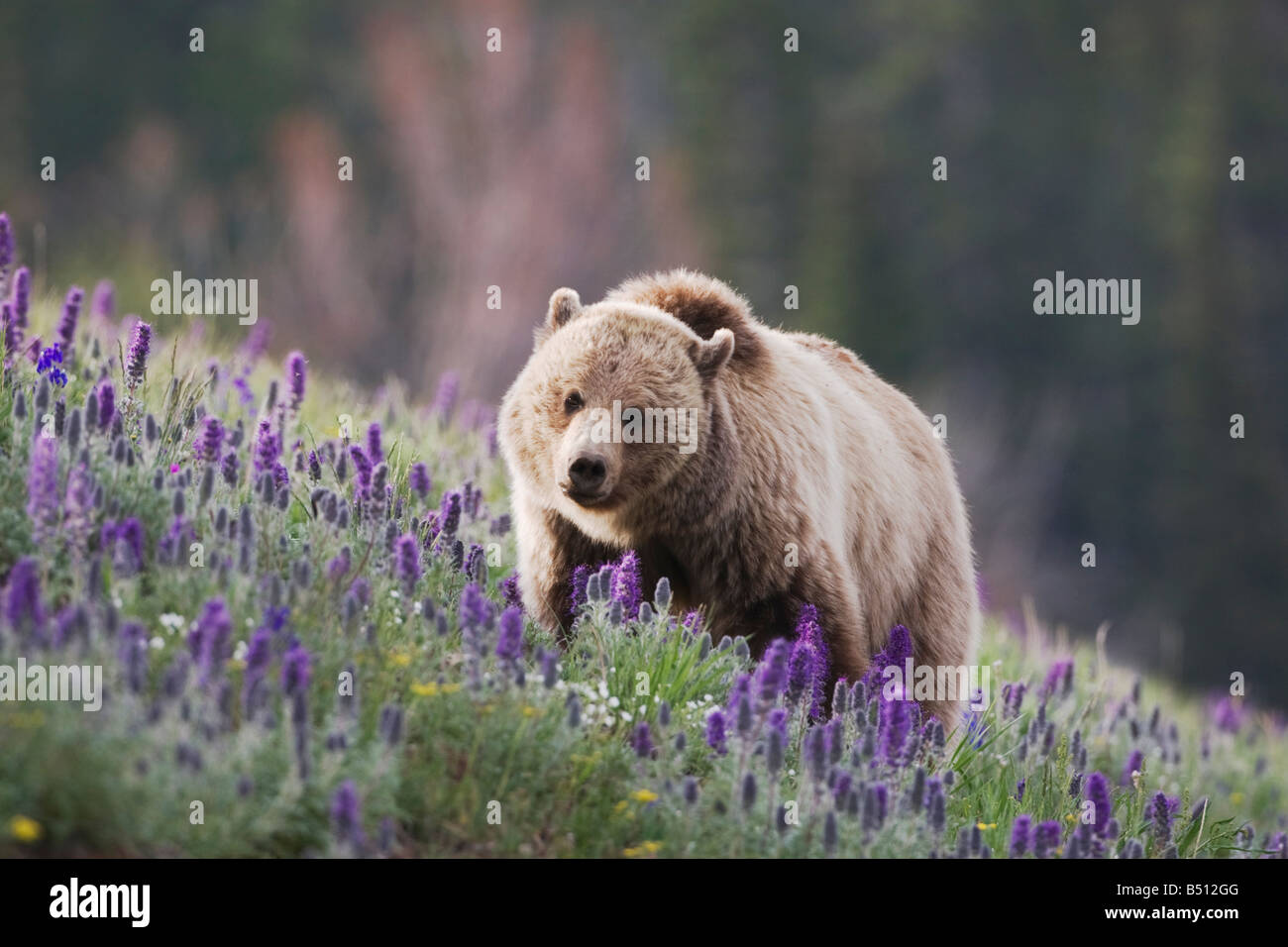 Grizzly Bear Ursus Arctos Horribilis Erwachsenen in lila Fransen Phacelia Sericea Blumen Yellowstone National Park in Wyoming USA Stockfoto