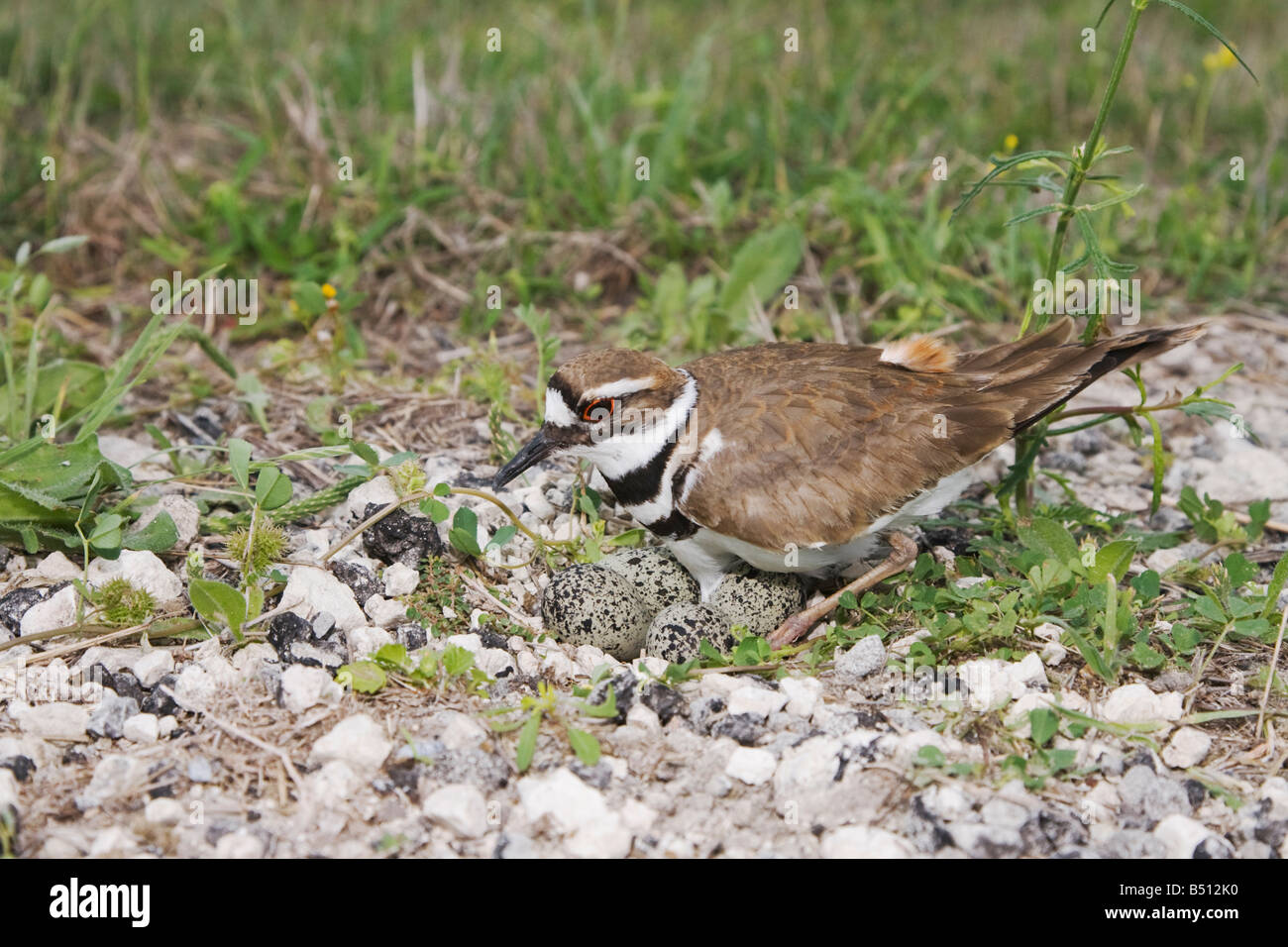 Killdeer Charadrius Vociferus Erwachsenen auf Nest mit Eiern Sinton Fronleichnam Coastal Bend, Texas USA Stockfoto