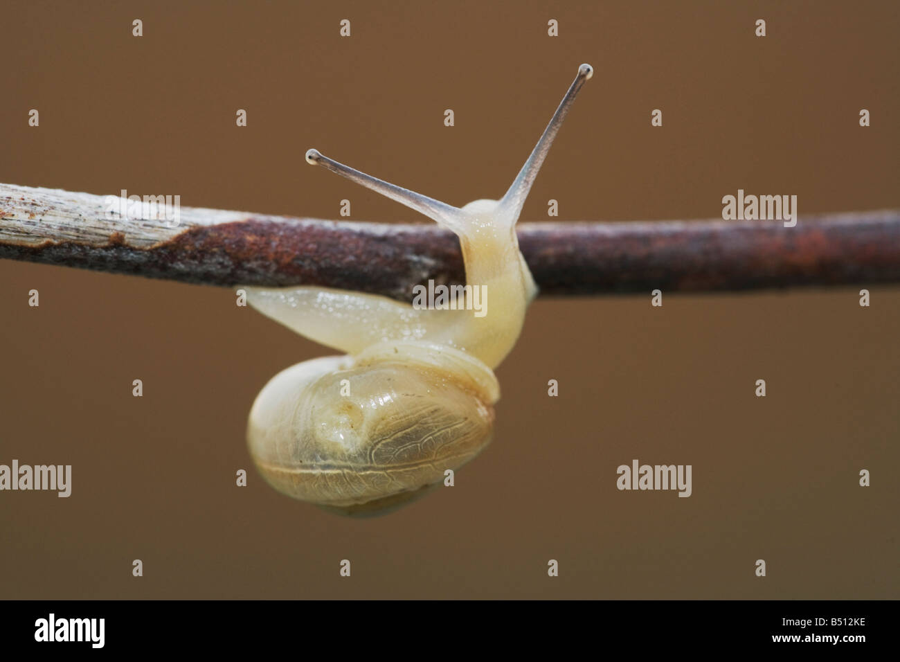 Land-Schnecken-Gastropoda Erwachsenen Sinton Corpus Christi Coastal Bend Texas USA Stockfoto