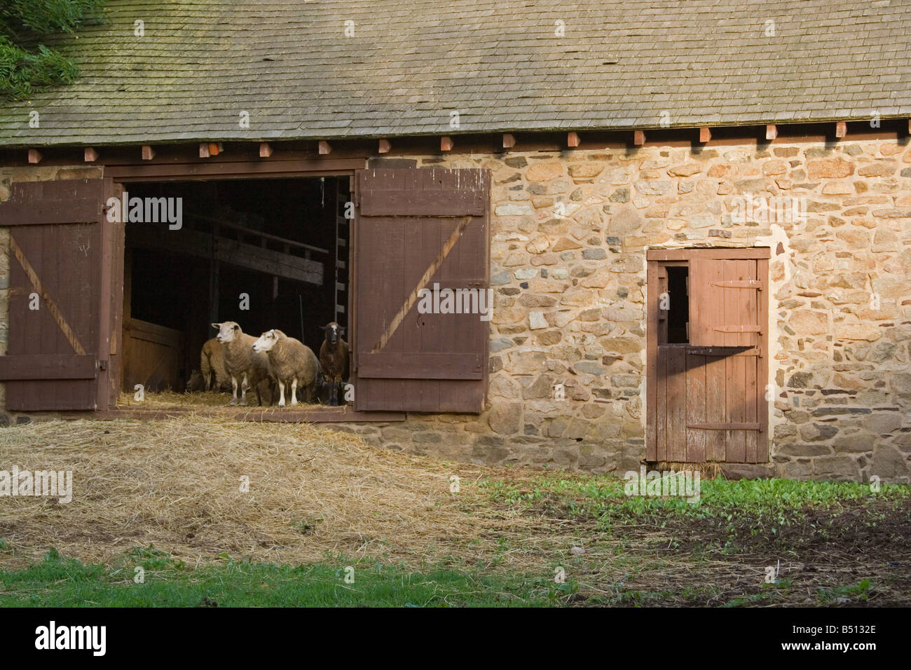 Schafe auf der Farm Neeley Stockfoto