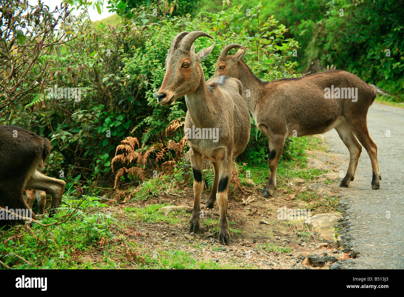 Nilgiri Tahr oder Nilgiri Steinbock oder Steinbock (Nilgiritragus Hylocrius) in die Nilgiri Hills von Kerala Indien heimisch Stockfoto