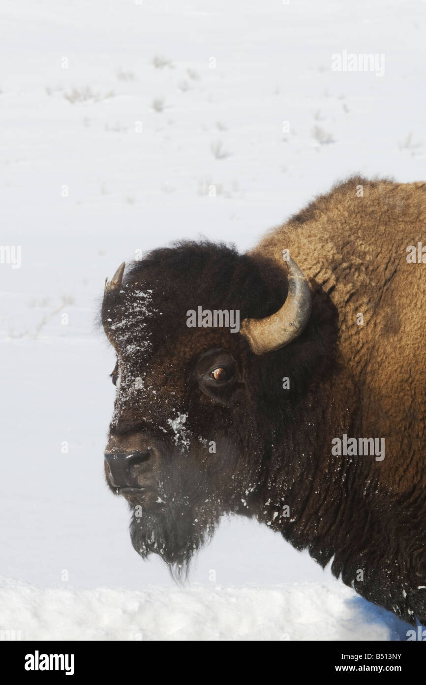 Amerikanische Bisons Buffalo Bison Bison Erwachsener im Schnee Yellowstone National Park in Wyoming USA Stockfoto