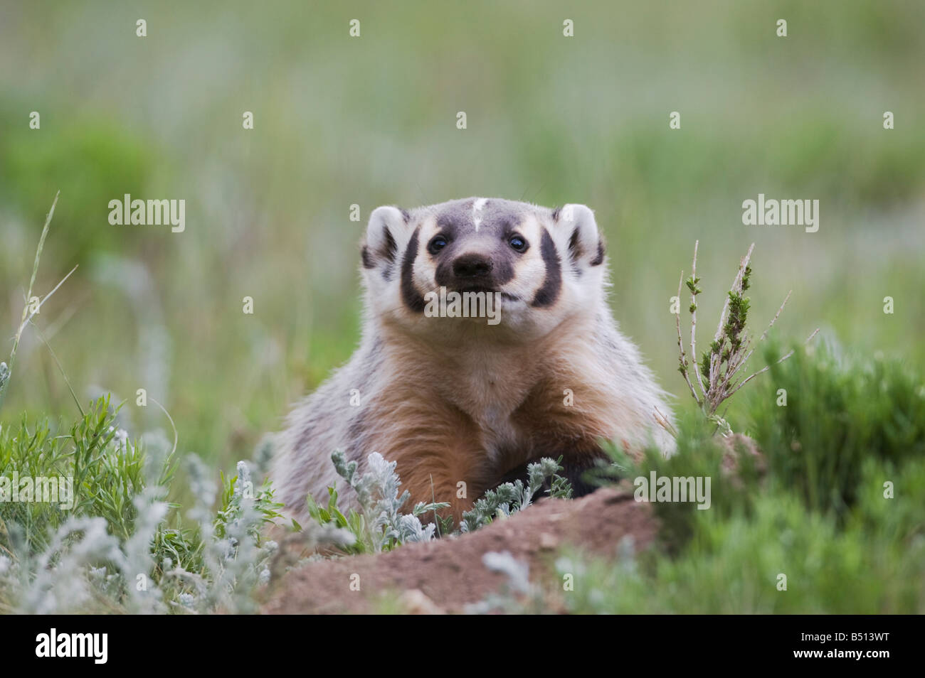 Amerikanischer Dachs Taxidea Taxus Young in Den Rocky Mountain National Park Colorado USA Stockfoto