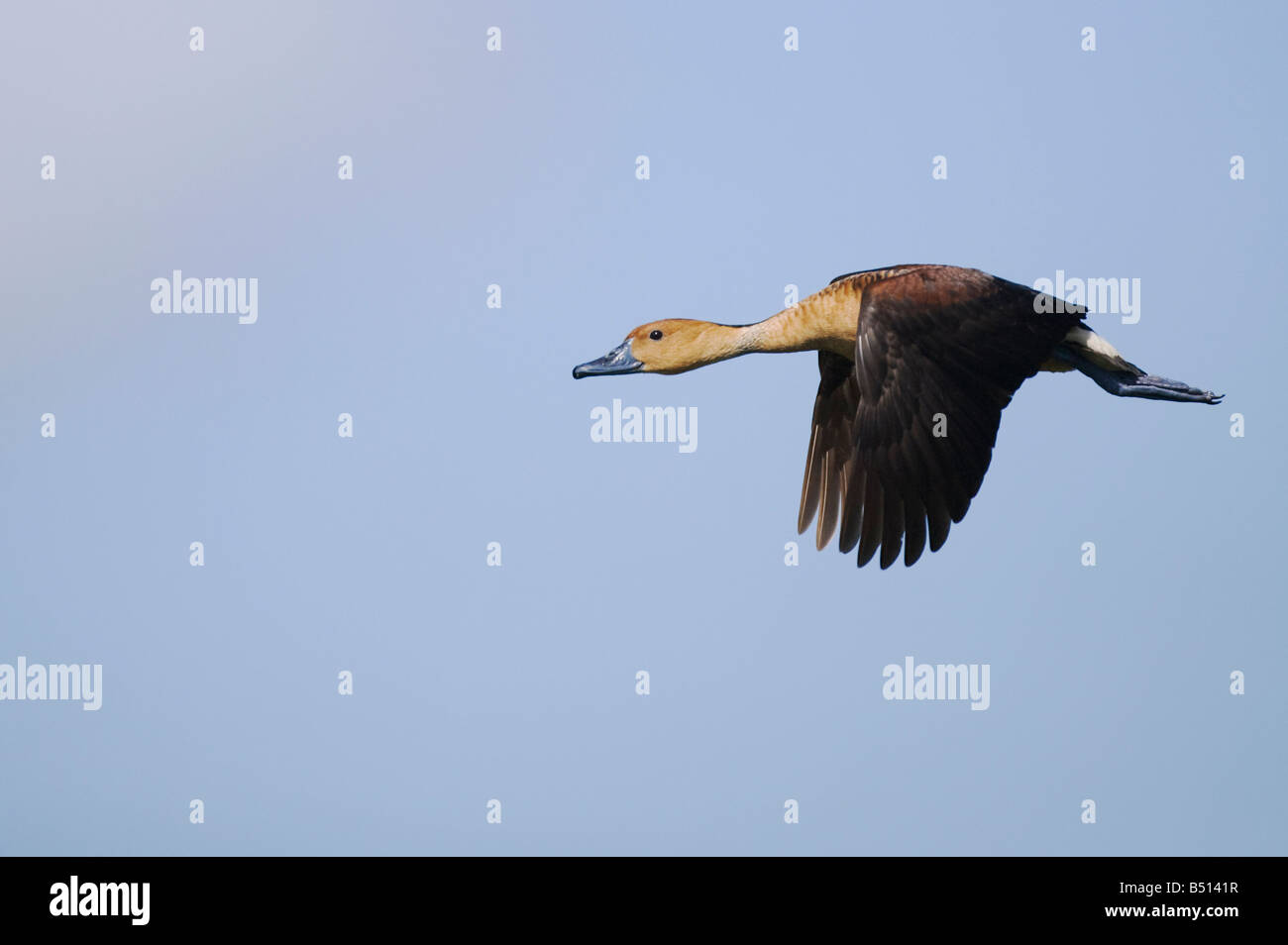 Fulvous Pfeifen-Ente Dendrocygna bicolor Erwachsenen während des Fluges Sinton Fronleichnam Coastal Bend, Texas USA Stockfoto