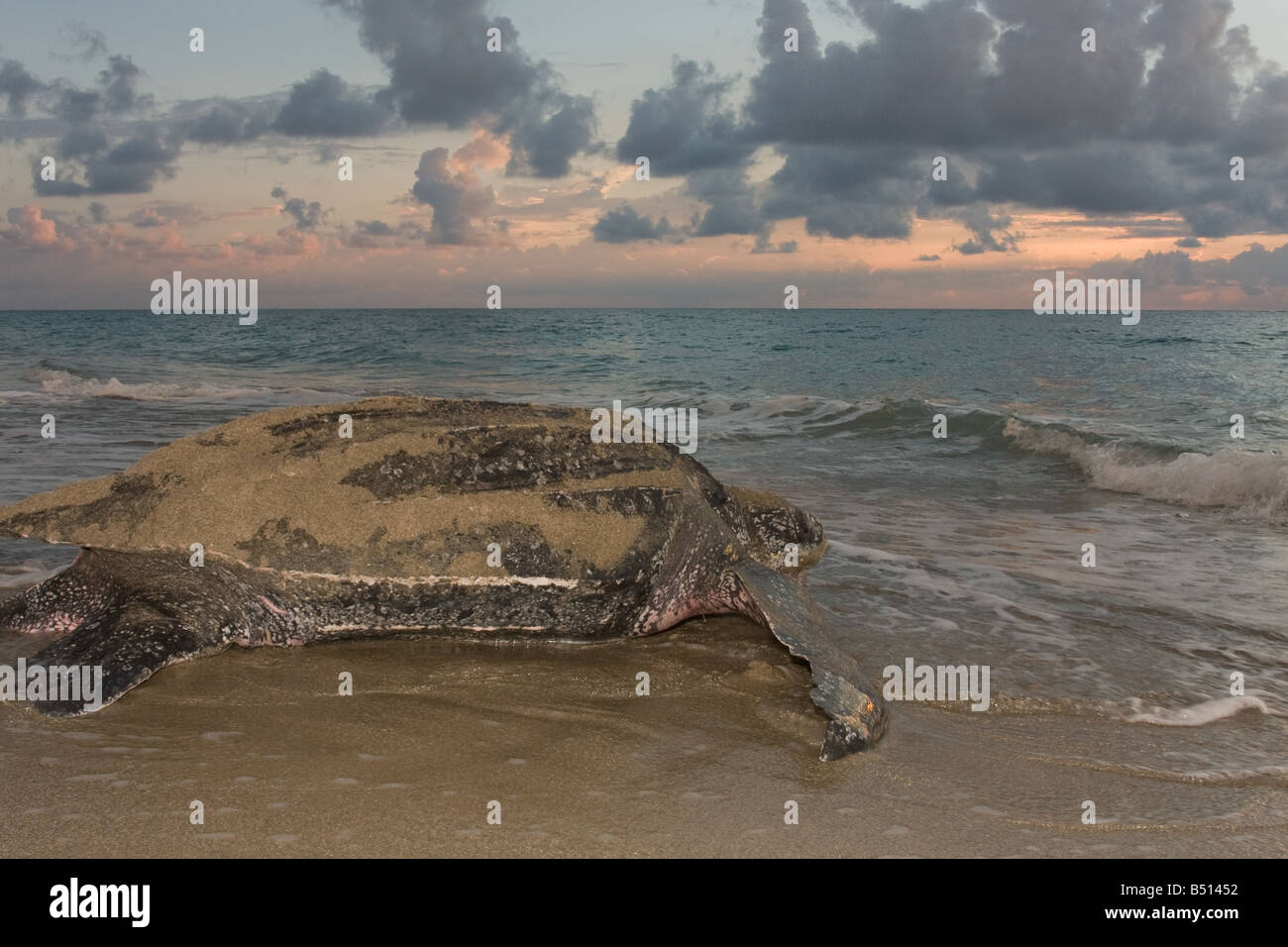 Ein Erwachsener Lederschildkröten Meeresschildkröte Nester entlang einem Florida-Strand und kriecht in Richtung Atlantik Stockfoto