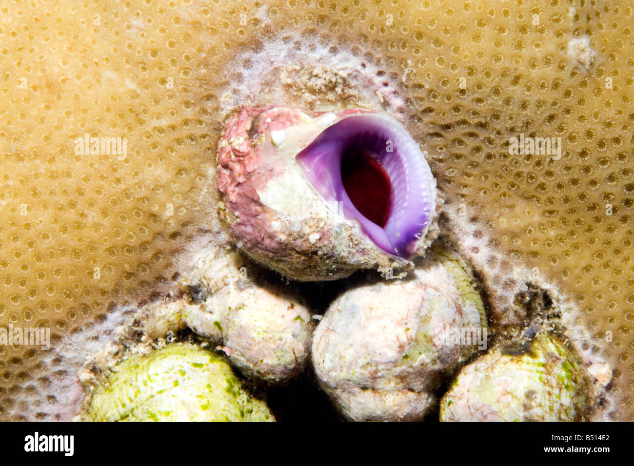 Eine Gruppe von violette Korallen Muscheln. Diese Muscheln sind Raubtiere auf Scleractinean Korallen. Stockfoto