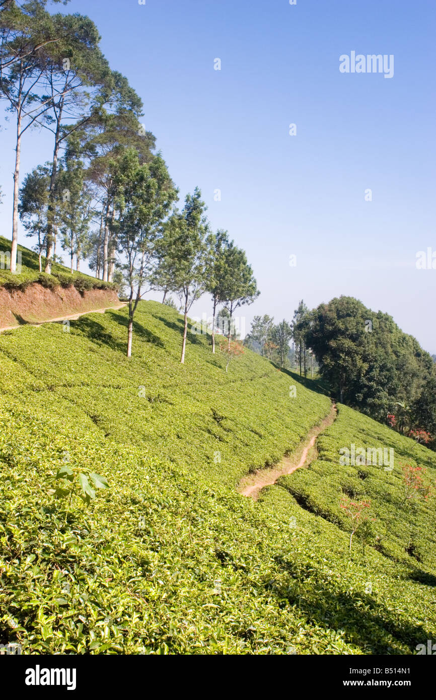 Tee-Plantage in Puncak Bogor Stockfoto