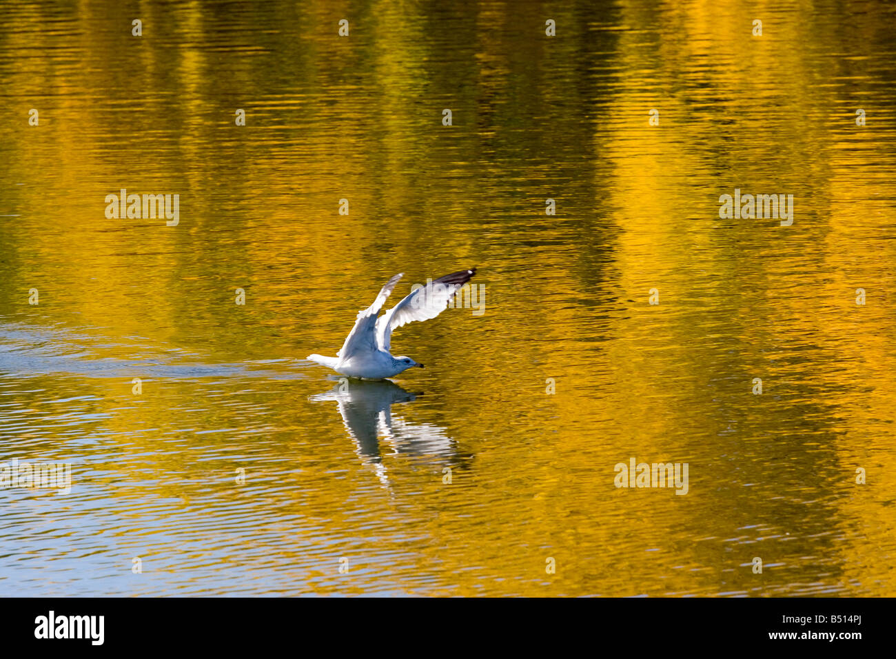 Schwimmen-Möwe in einer schönen Herbst Szene eines Sees Stockfoto